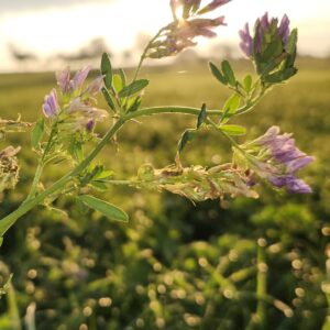 Zwischen Mörser und Rezept – Die einzigartige Wirkung von Pflanzen und Aromen
